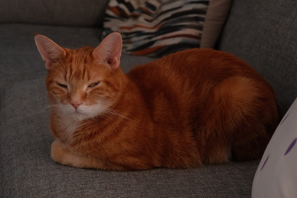 Orange and cream tabby cat loafing on a gray fabric couch with a multi-colored lumbar pillow in the background