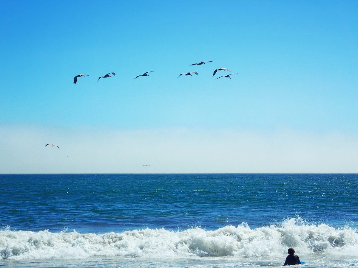 Beach scene showing the ocean with a small wave crashing, a surfer in the water on lower right, pelicans flying in the air