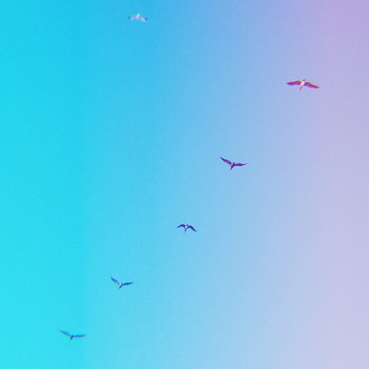 Looking up in the sky at 5 dark birds (pelicans?) in a diagonal, with seagull to the top left of them in the frame