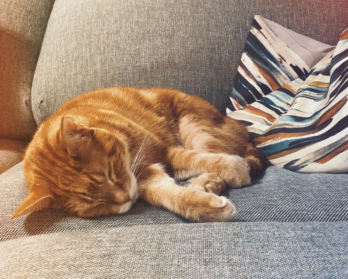 Orange and cream tabby cat sleeping on a gray couch with a smushed, multicolored lumbar pillow in the background