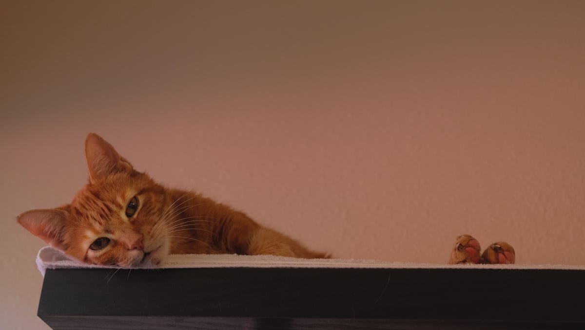 An orange and cream tabby cat laying on a white towel on a dark shelf, his head, upper torso, and tips of his feet showing