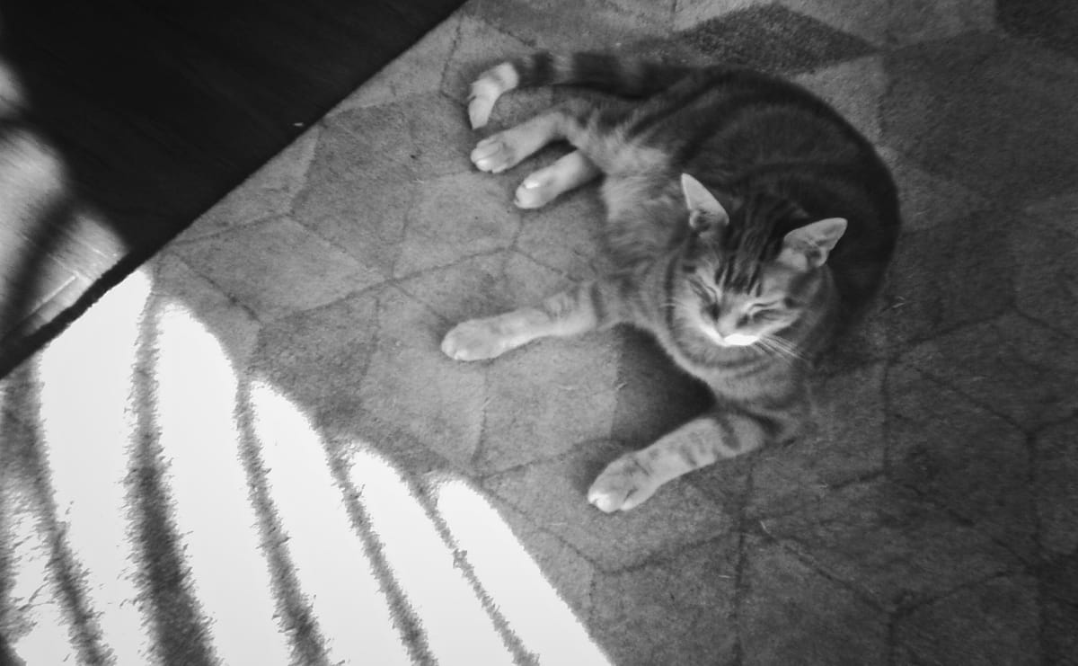 Black and white image of an orange tabby lying on a rug, and "swooshes" of bright, overexposed sunlight on the left