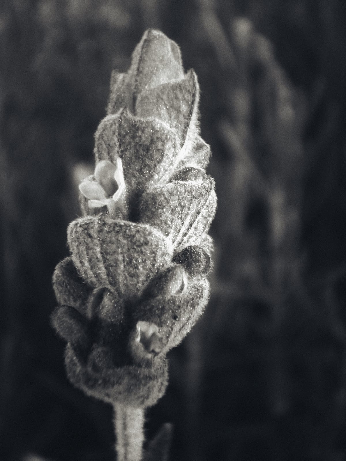 Black and white macro of a lavender flower