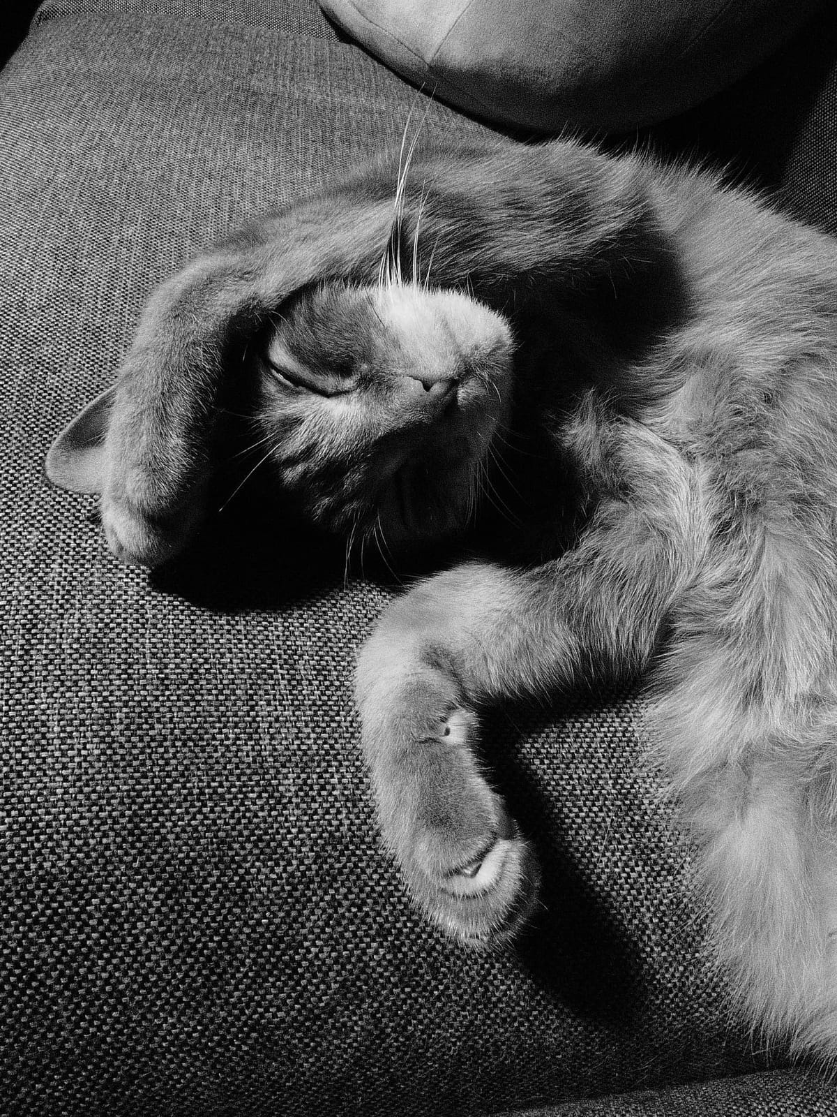 Black and white photo of an orange tabby lying on a sofa with his left paw draped across his head