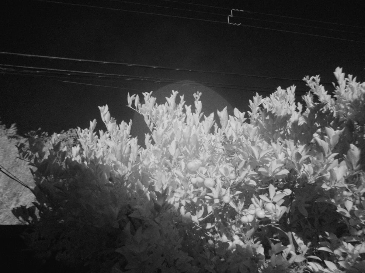 Infrared picture of the top of a kalamansi tree against a clear sky and overhead power lines