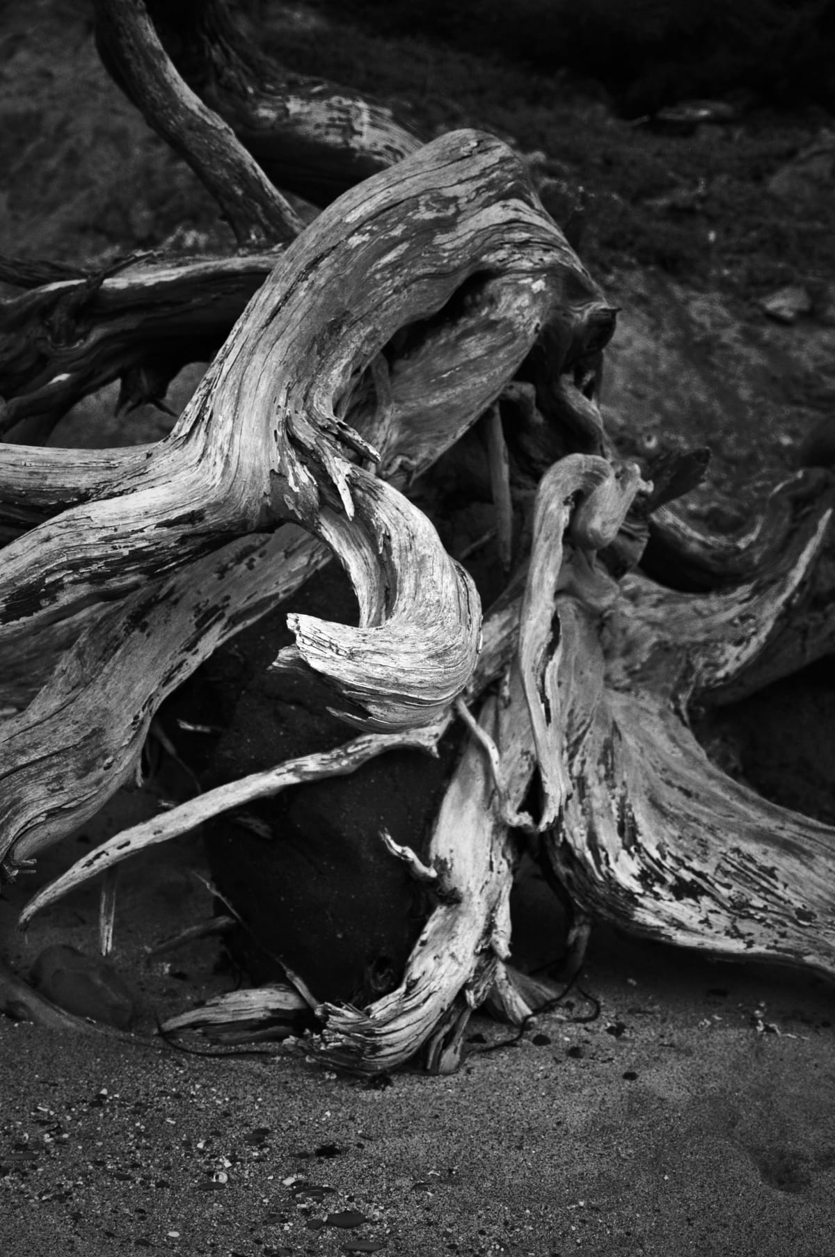 Black and white image of gnarled driftwood on sand