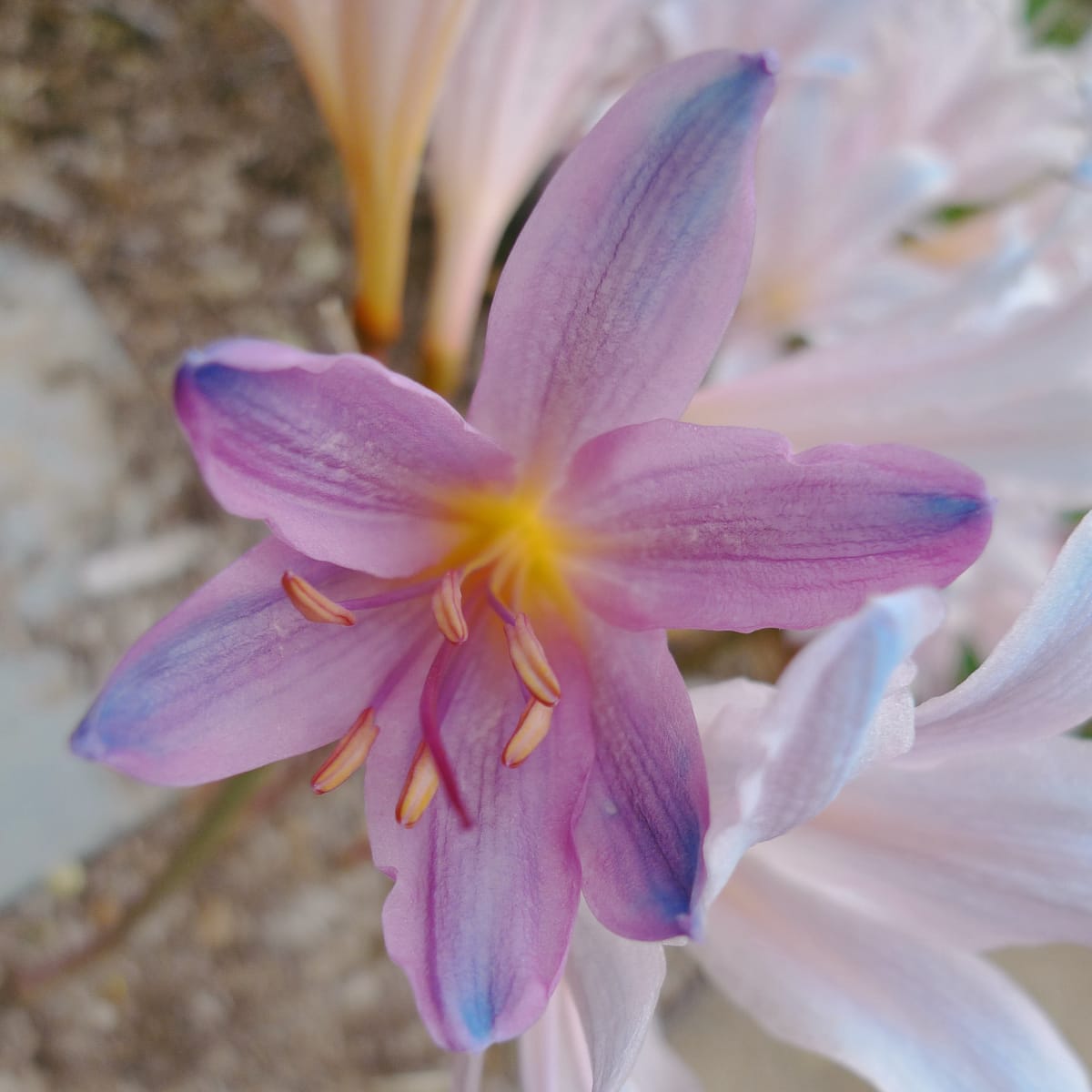 Close up of a vibrant lily with purplish pink petals, a bright yellow center, and blue accents at its petal tips