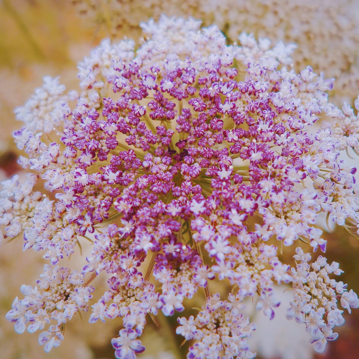 Close up of Queen Anne's lace with tiny magenta flowers in its center