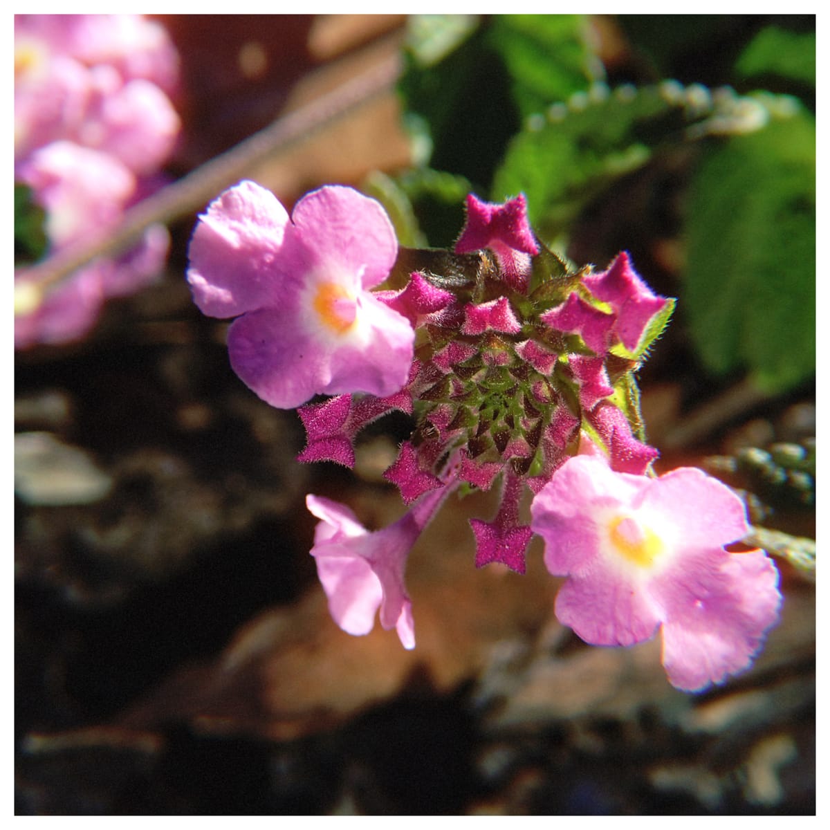 Macro image of lantana flowers where only a few have bloomed, leaving the remainder looking like stats or butterfly shapes