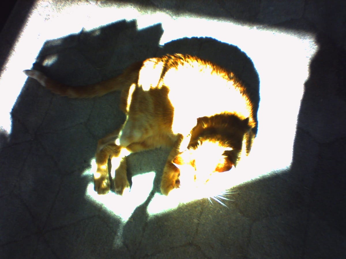 Very overexposed overhead picture of an orange tabby on a rug with a geometric pattern