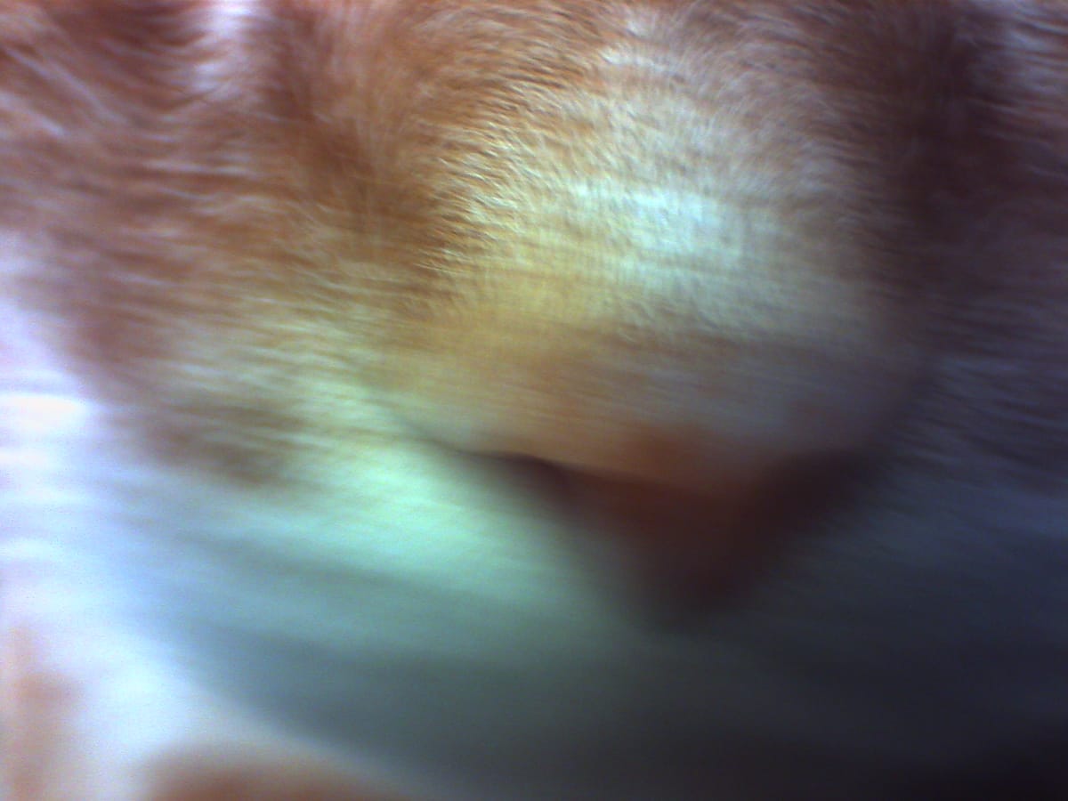 Close-up of an orange tabby's nose, motion blurred