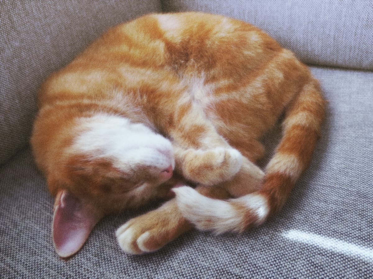 Softly hazy picture of an orange tabby curled up on a gray textured couch sleeping