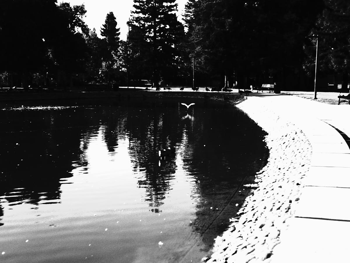 A very high-contrast monochrome picture of a pond at Central Park (Santa Clara) with white bird flying across in the distance