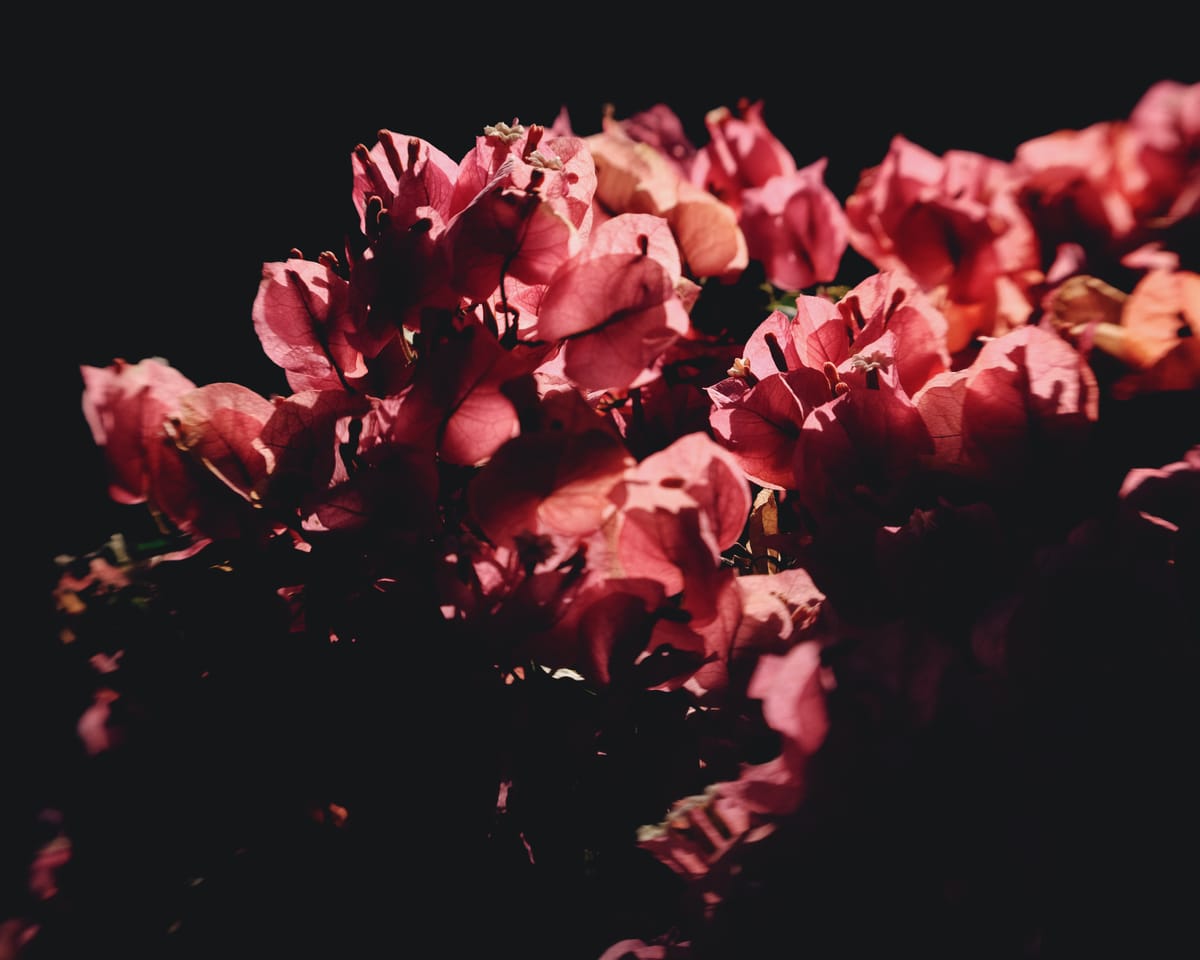 Shadowed, desaturated picture of pink bougainvillea bracts with lens distortion around the edges