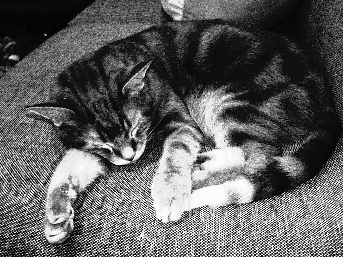 Grainy black and white image of a cat sleeping on a couch, lying on his front right arm