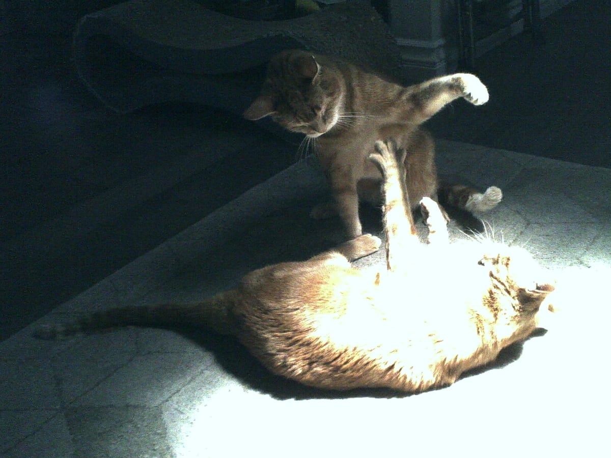 Grainy, partially blown out picture of two orange tabby cats sparring on a rug