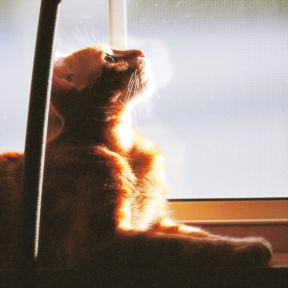 Orange tabby lit by golden sunlight sitting on a window sill, looking up at something outside the frame