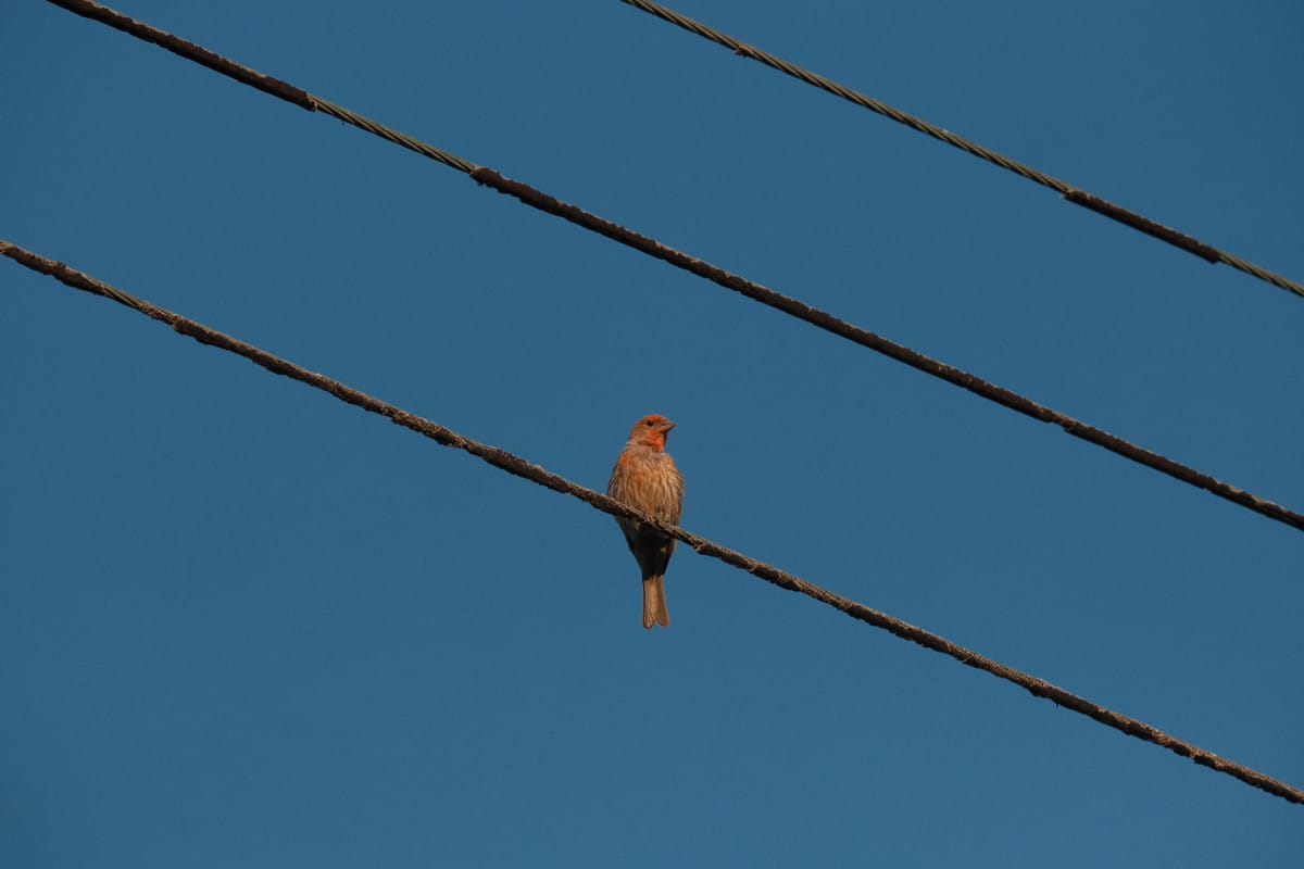 A bird with orangey-brown feathers sitting on a power line against a medium gray-blue sky, 2 other power lines above