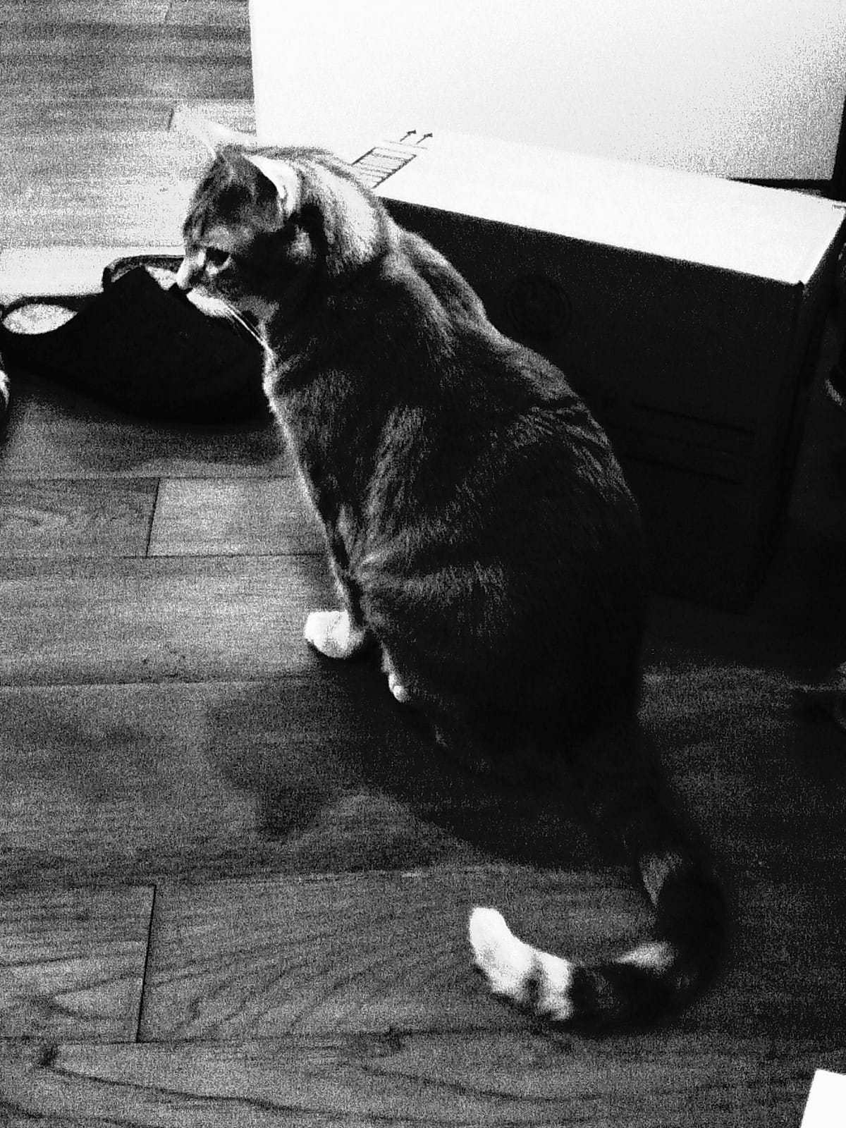 Grainy, low-contrast picture of a cat sitting on a hardwood floor looking intently at something outside the frame