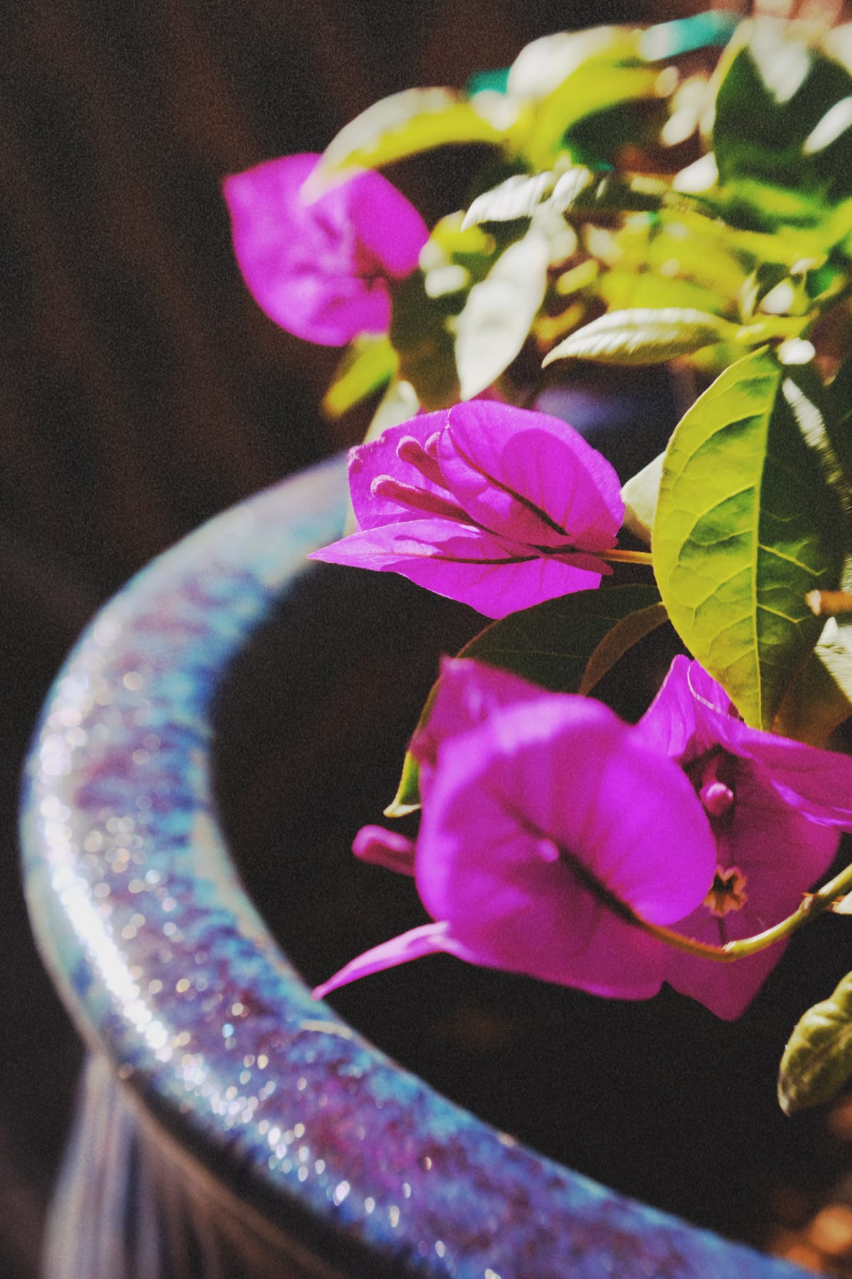 Close up of magenta bougainvillea bracts and green leaves in a pot painted a mottled blue