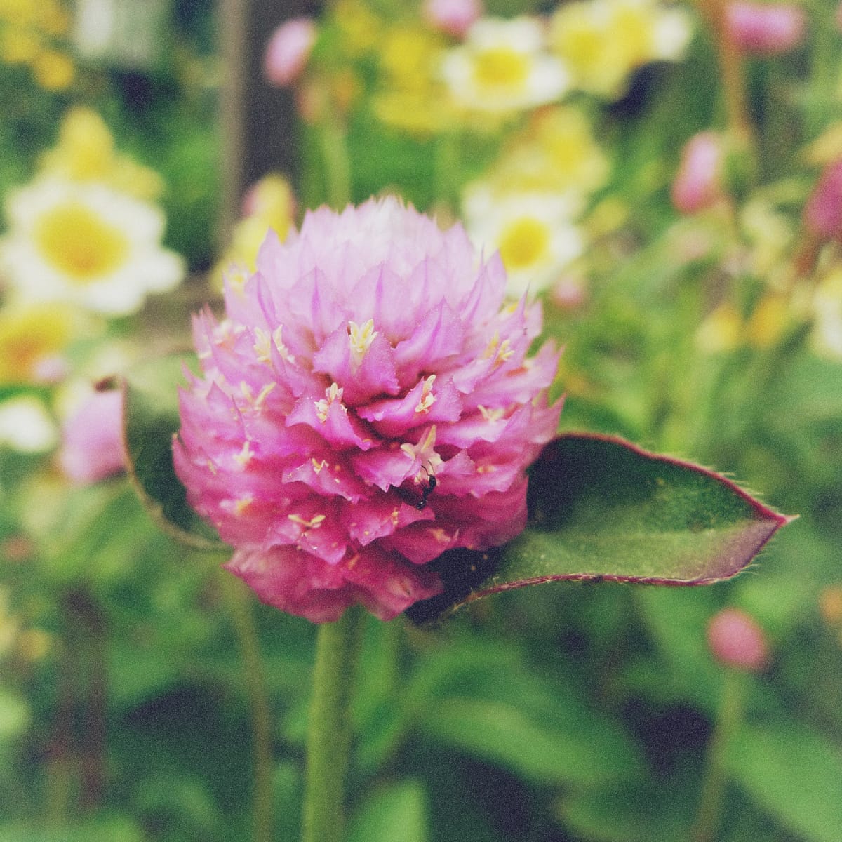 Macro of an unknown globular pink flower with a small black ant crawling on the lower half 