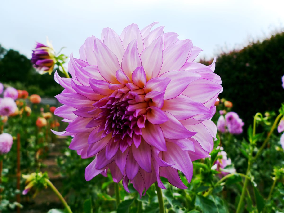 Close-up view of a perfectly round dahlia bloom with outer petals of cream and light pink and brighter pink inner petals