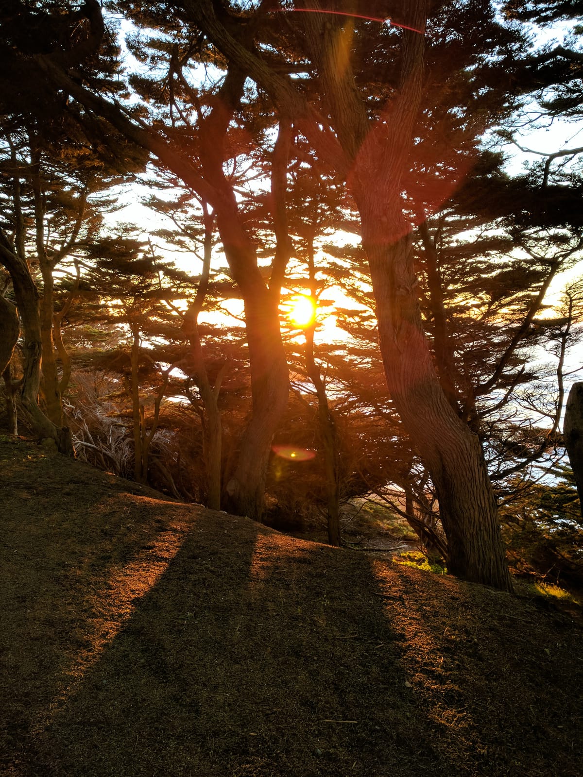 Blazing orange sun shining through trees near the beach, lots of lens flare effects showing