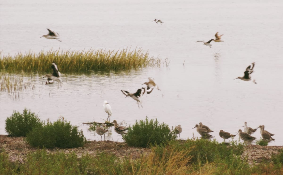 Somewhat marshy area with a white heron (?) standing in water surrounded by other birds mid-flight