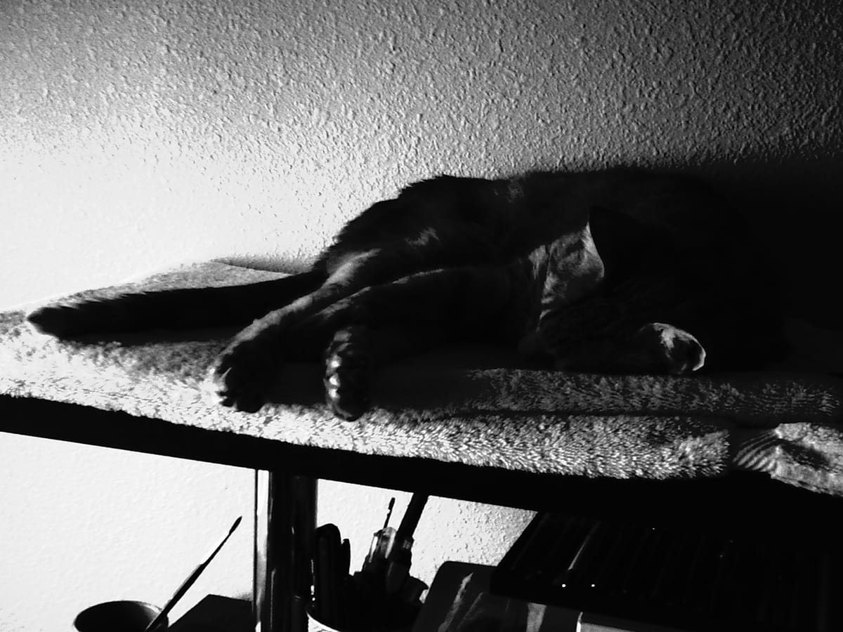 Strong contrast black and white image of a cat folded in half, napping on a towel on top of a shelving unit, face in shadow