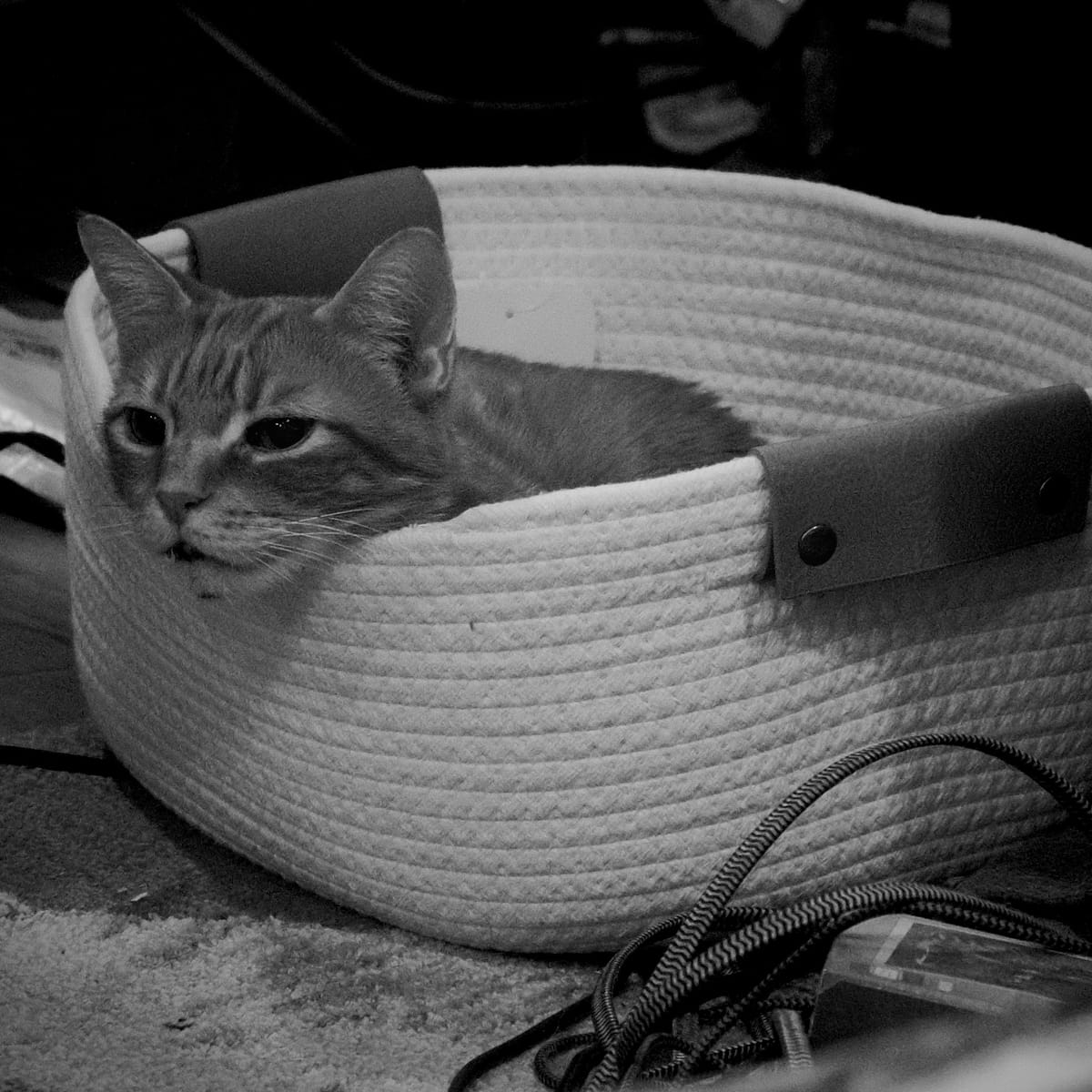 Grainy black and white picture of a cat sitting in a low fabric basket with his chin overhanging the edge