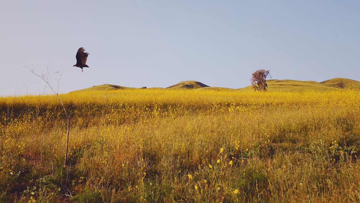 A field of tall grasses and wildflowers (or weeds) making a golden field, in-flight bird on left, rolling hills in background