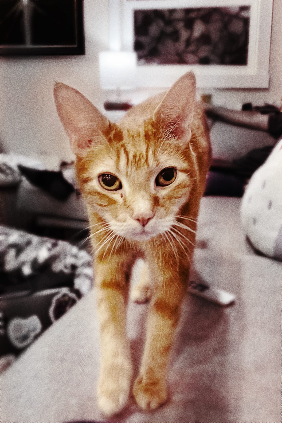 Highly edited photo of an orange tabby walking towards the camera with his surroundings appearing grainy and desaturated