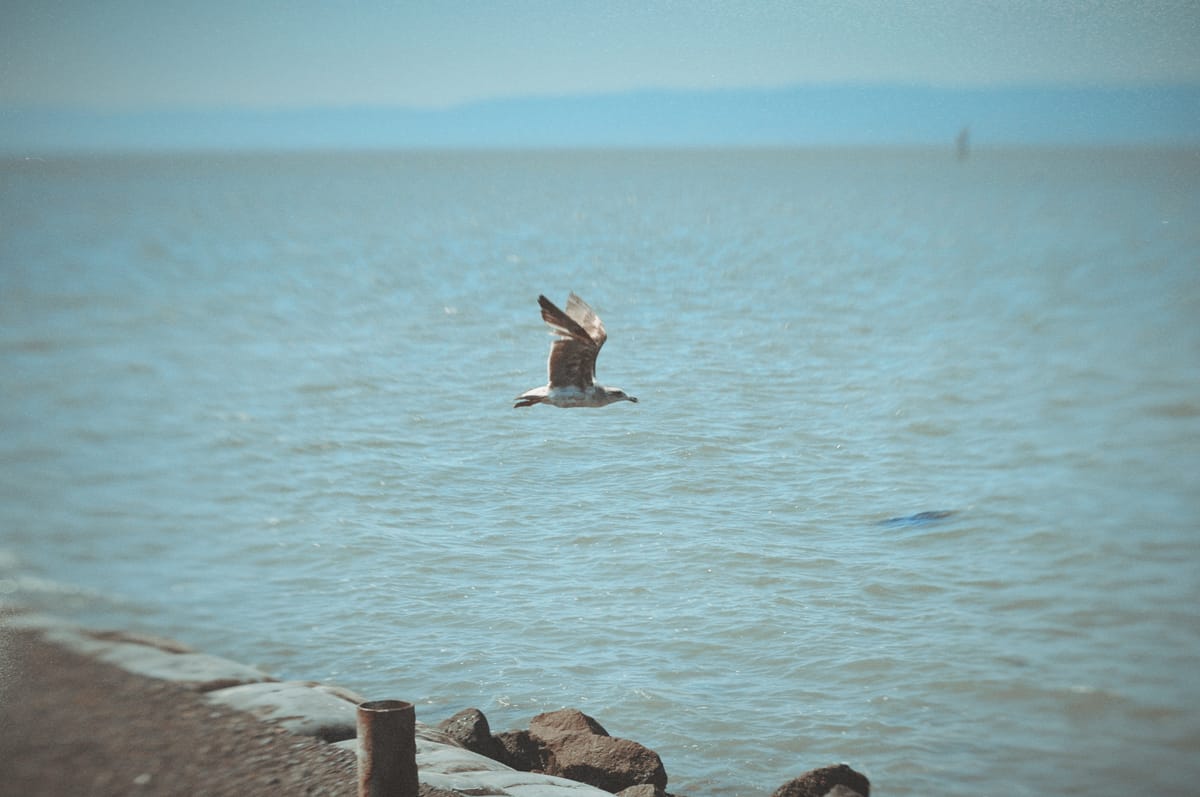 A seagull in the middle of the frame over the SF bay in San Leandro, some lens distortion around the edges