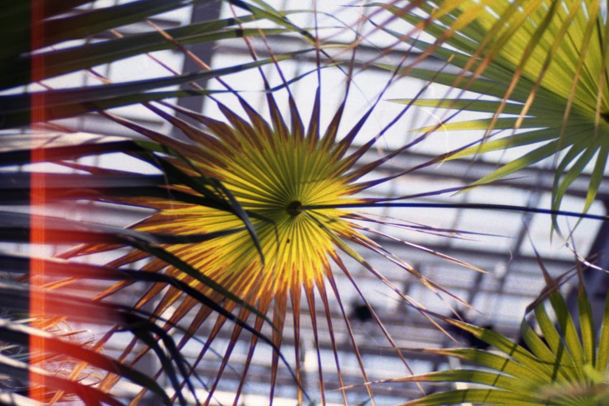 Film photo of some kind of palm (?) leaves overhead in a radial pattern, a reddish light leak along left edge