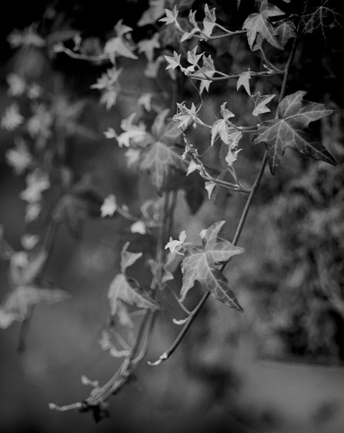 Black and white image of ivy branches hanging over a wall, curving away from it