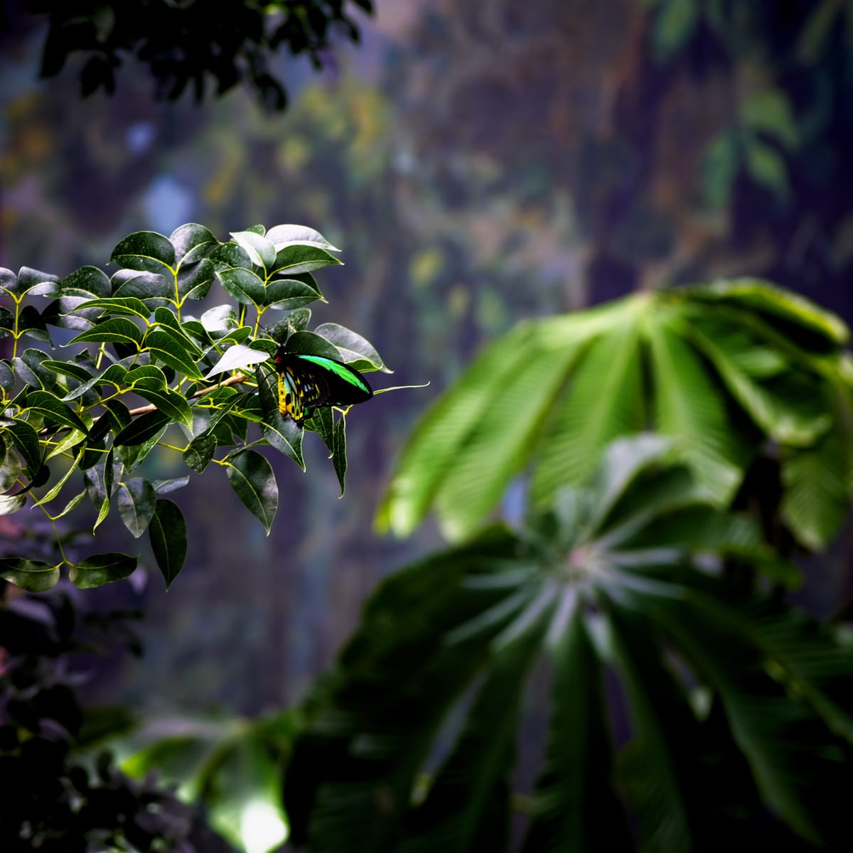 Picture of a butterfly with neon green and yellow highlights on its black wings, on a leafy tree in front of various foliage