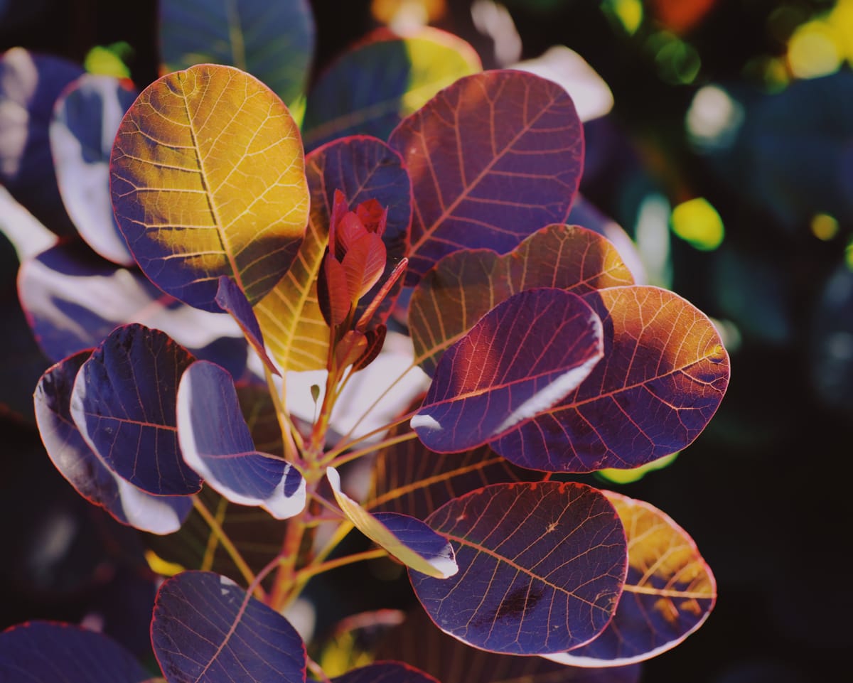 Unknown foliage with round purplish leaves and reddish veins in strong sunlight showing interesting colors and patterns