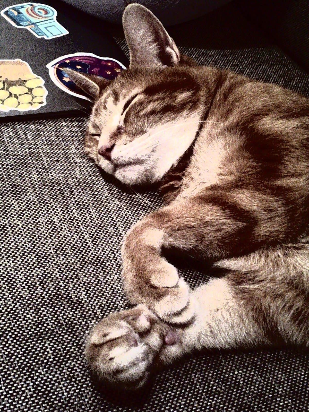 Close-up of a sleeping orange tabby on a gray couch against a stickered laptop