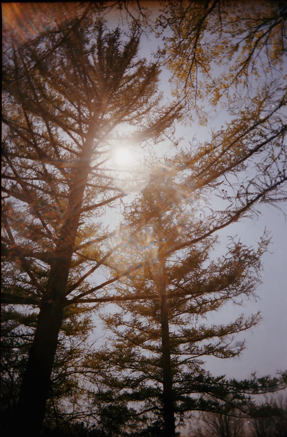 Wide angle view looking up into trees with the sun shining through the branches, making sun flares