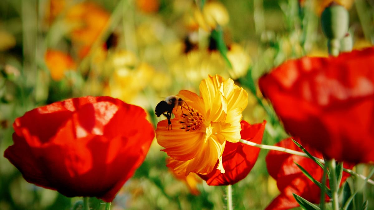 Yellow-orange poppy with bee hovering over it, flanked by a red poppy on either side