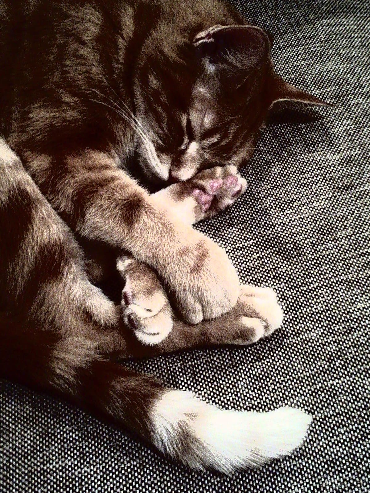 Orange tabby lying on a sofa with his foot up by his face, showing off his toebeans