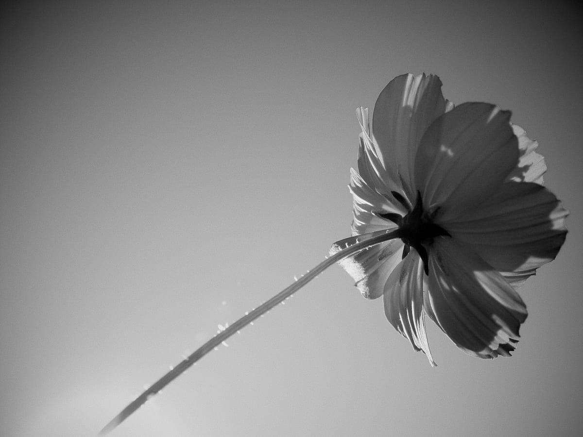 Black and white image of the underside of an unknown flower against a clear sky