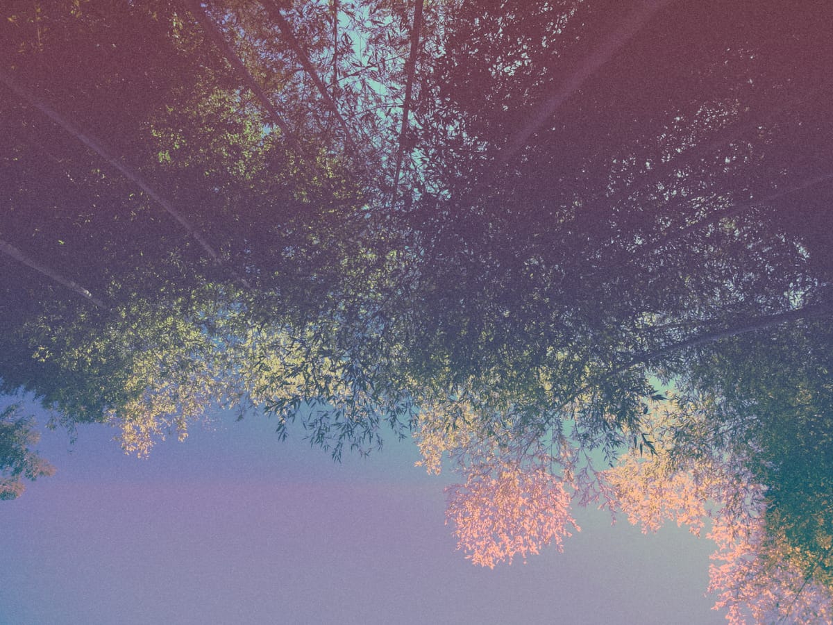 Looking up at tall bamboo trees towering overhead, heavily edited to have pastel colors overlaid and heavy grain