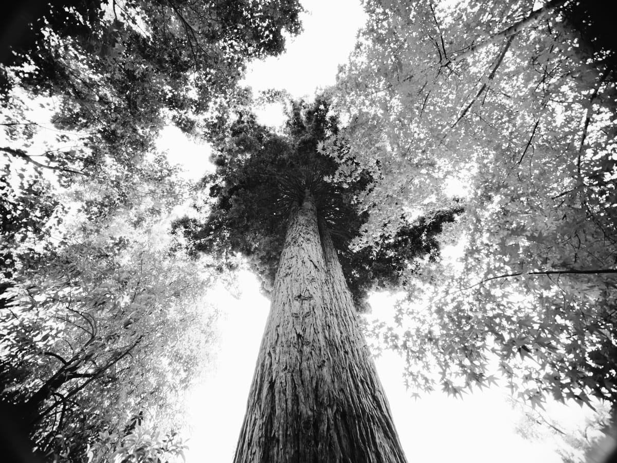 Black and white image of a very wide angle picture looking up at a huge redwood and surrounding tree canopy