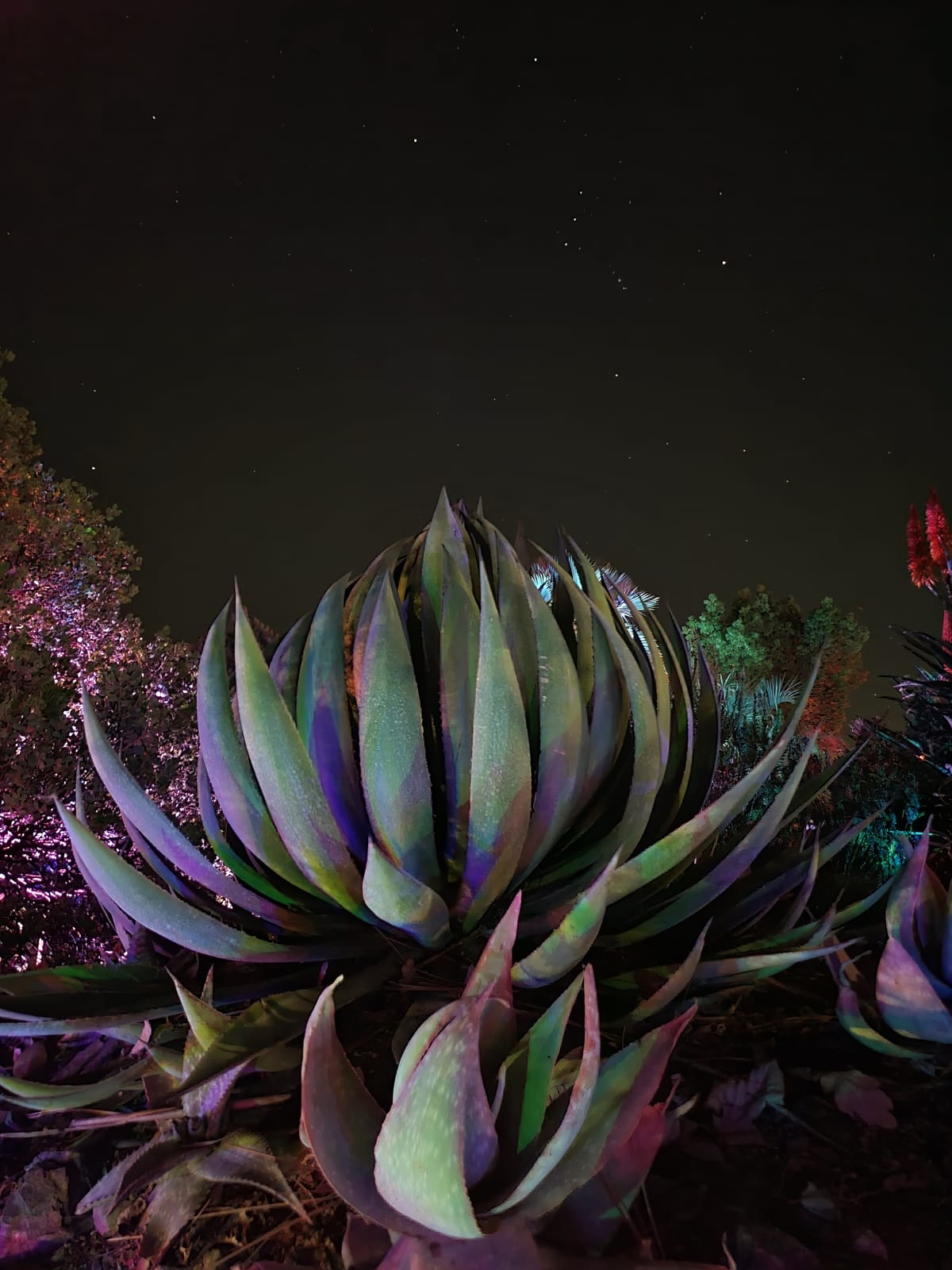 Nighttime image of a brightly lit large succulent with the Orion constellation above in the background