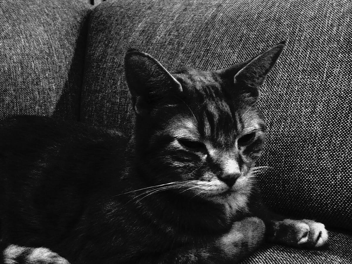 High-contrast black and white picture of an orange tabby cat sitting on a gray couch with an unamused look on his face