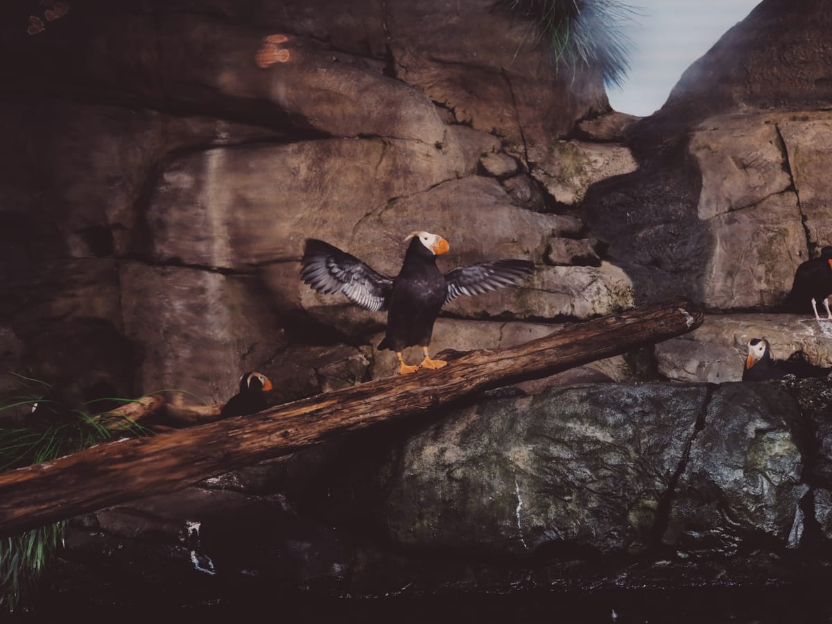 Puffin with its wings spread while standing on a wooden log propped in an aquarium exhibit