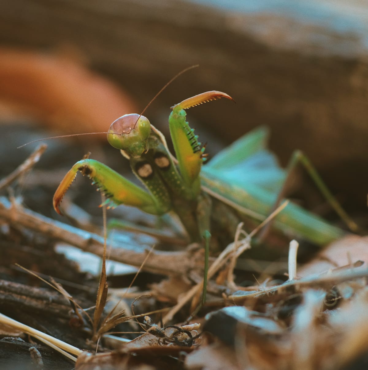 Close up of a green praying mantis with its front legs held up on either side of its face