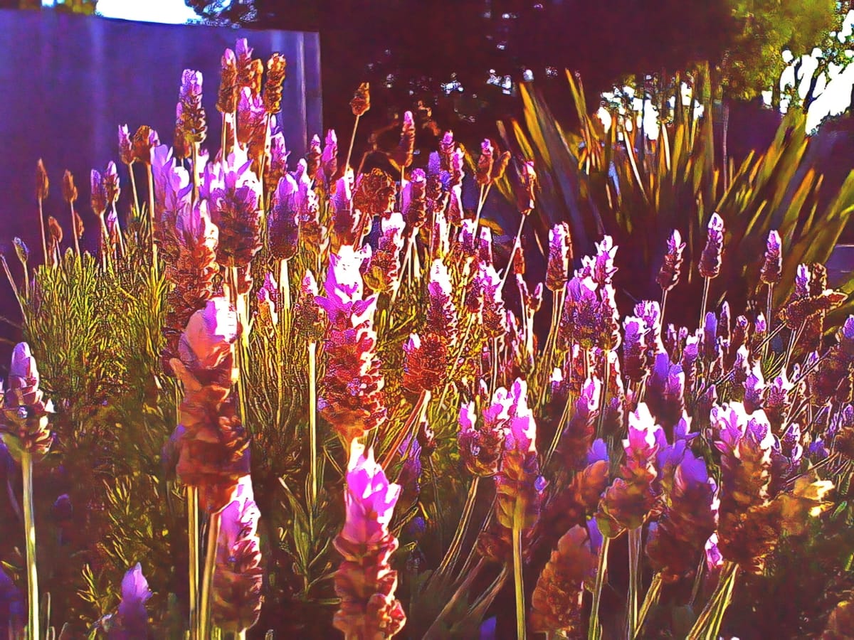 Painterly, low-res, overly saturated picture of a lavender bush, a large spiky plant and fence in the background