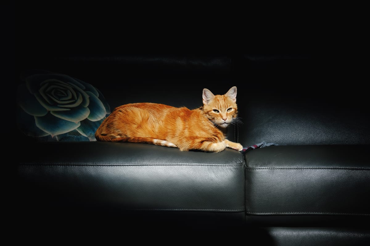 Orange tabby cat on a gray leather sofa in a spotlight of sun, looking at the camera, a succulent pillow to left of frame